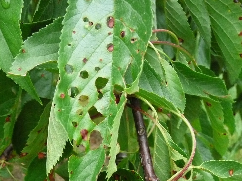 Freiding_15_06_2010_Schrotschuss_bei _Kirsche (4zu3).JPG